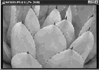 ���������� ����� (Sponge)