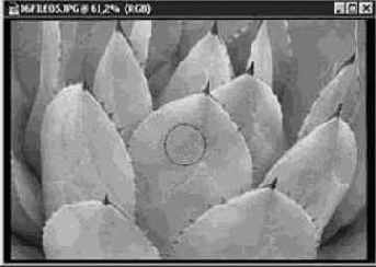 ���������� ����� (Sponge)