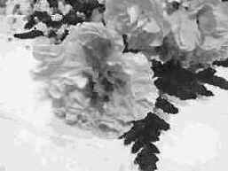 ������ ������� (Palette Knife)