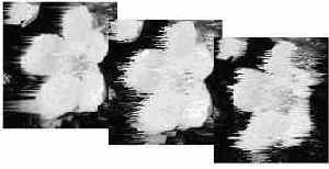 ������ ����� (Wind)