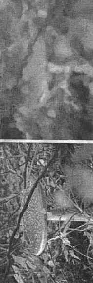 ���������� History Brush