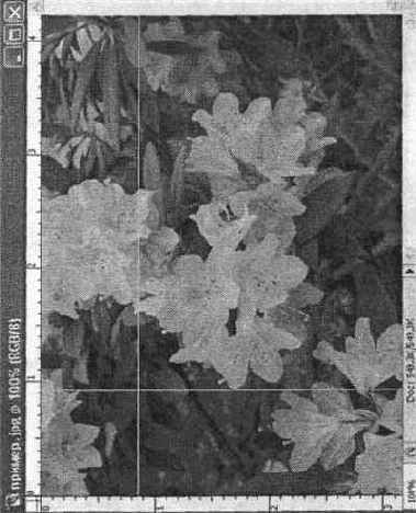 ������������� �������