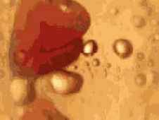 ������� ������������ � ������ PhotoShop � ImageReady