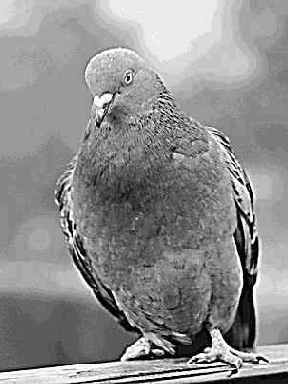 ����� Threshold