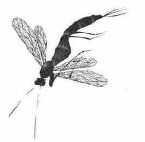 ������� ������� ��������