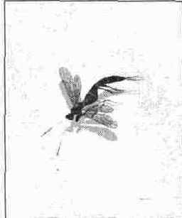 ������������� ��� �������