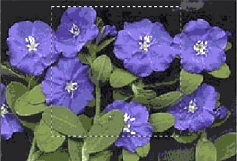 ������� �������� ��� �������� ���������� �������