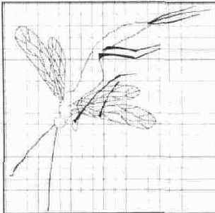 Создание контура стрекозы