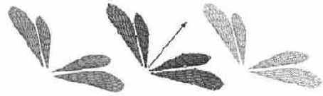 Как настоящие — создание крыльев и глаз