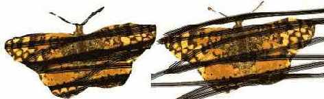 ������������� ������ Preserve Transparency