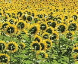 ��������� �. - ������ ���������� �����