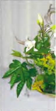 Соколов А. - Азиатская икебана - доллар увядает или цветет