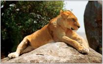 ����� �. - ��������. ����� �� ������� �������