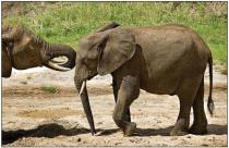 ����� �. - ��������. ����� �� ������� �������