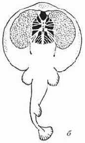 ���������-����������� ��������� �������