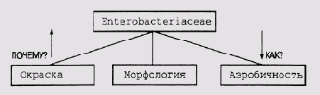 ��������������������� ��������� � MYCIN