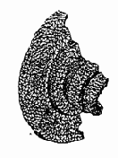 B ��������� ��������� �������������� ���������� ������� � ������� MSC/NASTRAN for Windows