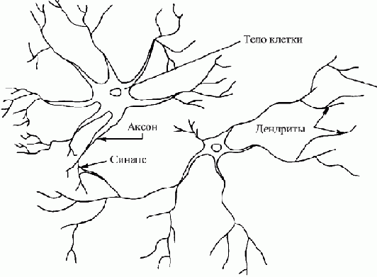 Биологический прототип