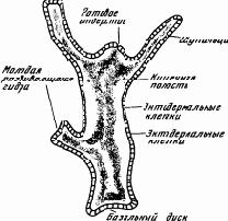 ������� ������� (�������������)