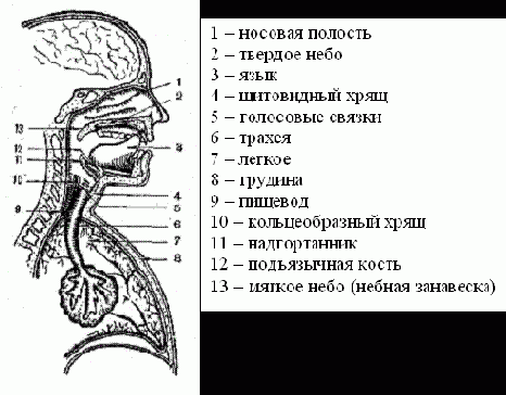 ������ ����