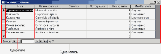Поля и записи в таблице