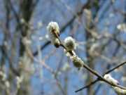 ��������� ���������