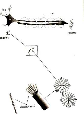 ���� �������