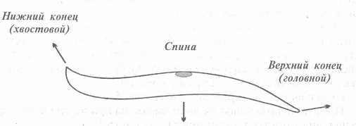 �������� ������������� ����