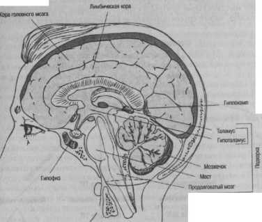 ��������������� �������