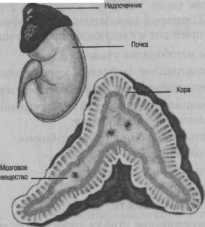 ���������� ������� �������