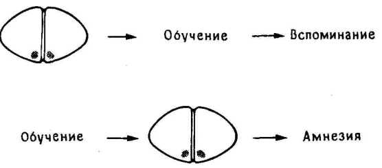 �������, ����, �������