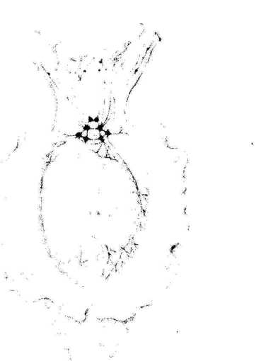 ������� �������� � �����������