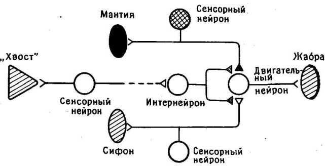 �������������� ������ �������