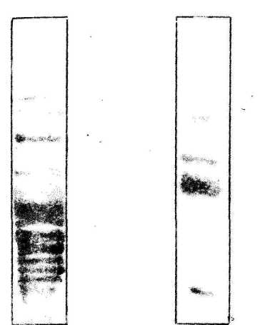 ������ ��������: ��� ��������� �� �������