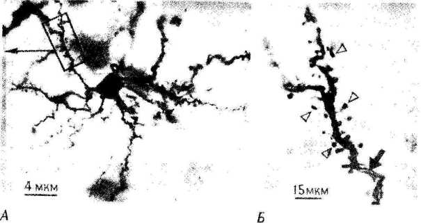 ��������� ������, ����������