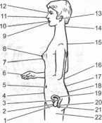 ������� ���� ���������� ����