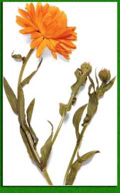 ��� ������ ��������� ���������� ���� 