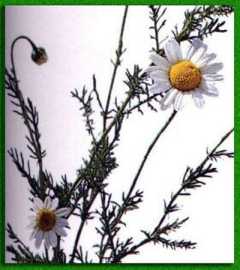 �������� ����