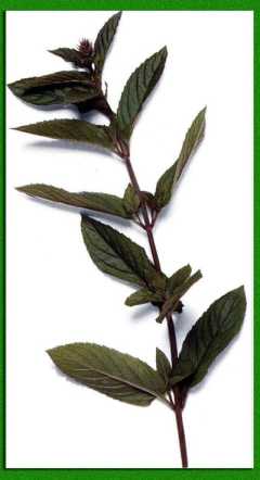 �������� ����