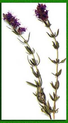 ������ �������