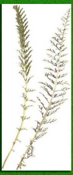 ������������� ��������������