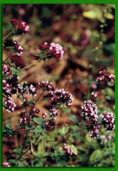 ������� �������� ������