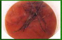 ������� �������� ������