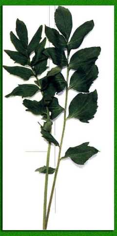 ����������� �������������� �����