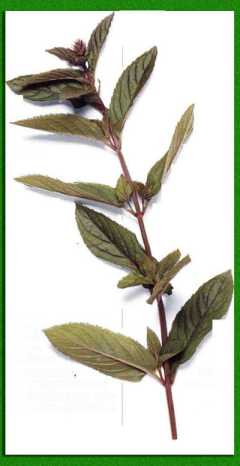 �������� �������