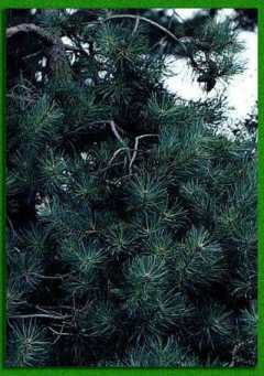 ����������� �������������� ������