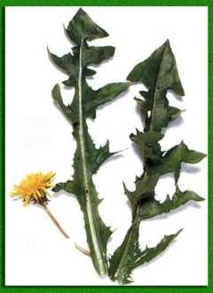 ������������� �������