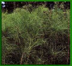 ���������� ����