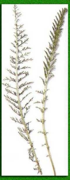 ������ � ��������