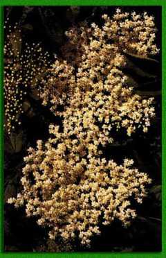 ��������� �����